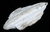 Partial Crystal Filled Fossil Clam - Rucks Pit, FL #5538-3